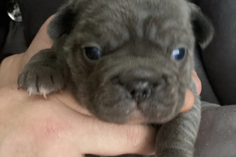 French Bulldog
