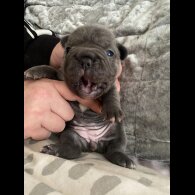 French Bulldog