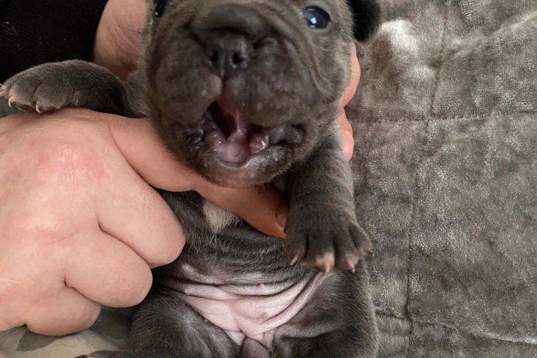 French Bulldog