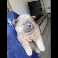Chow Chow