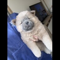 Chow Chow