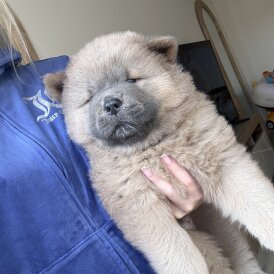 Chow Chow