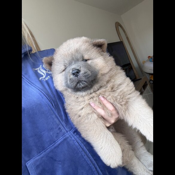 Chow Chow