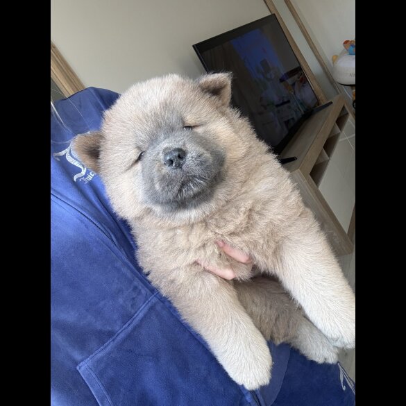 Chow Chow