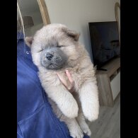 Chow Chow