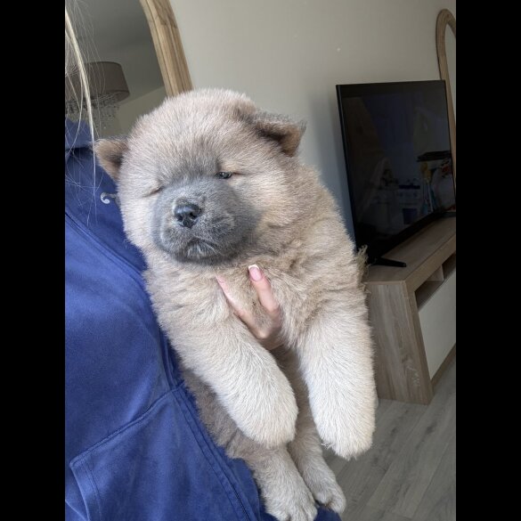 Chow Chow