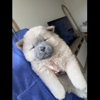 Chow Chow