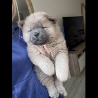 Chow Chow