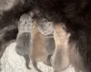 Chow Chow