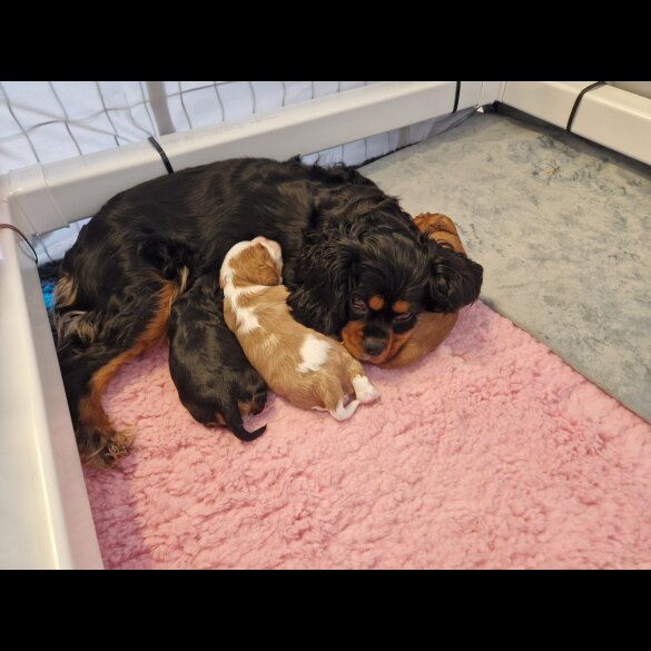 Cavalier King Charles Spaniel