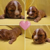 Cavalier King Charles Spaniel
