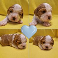 Cavalier King Charles Spaniel