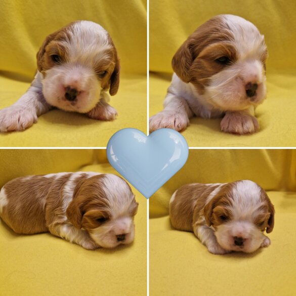 Cavalier King Charles Spaniel