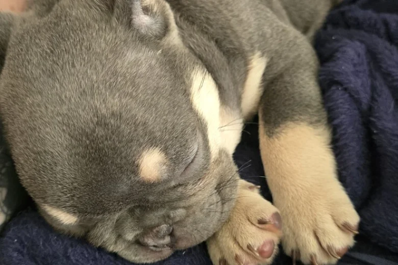 French Bulldog