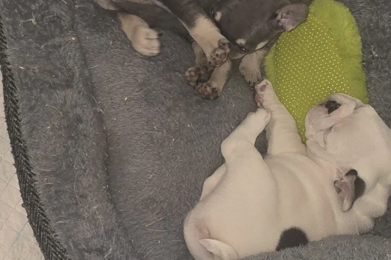 French Bulldog
