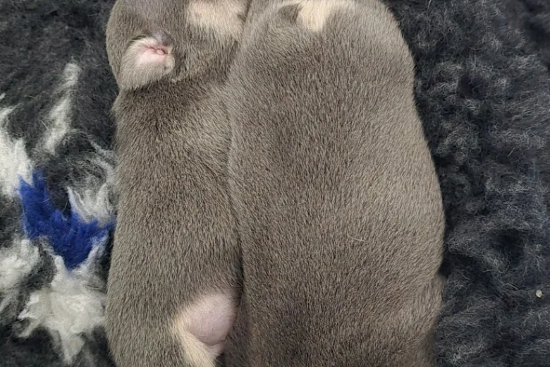 French Bulldog