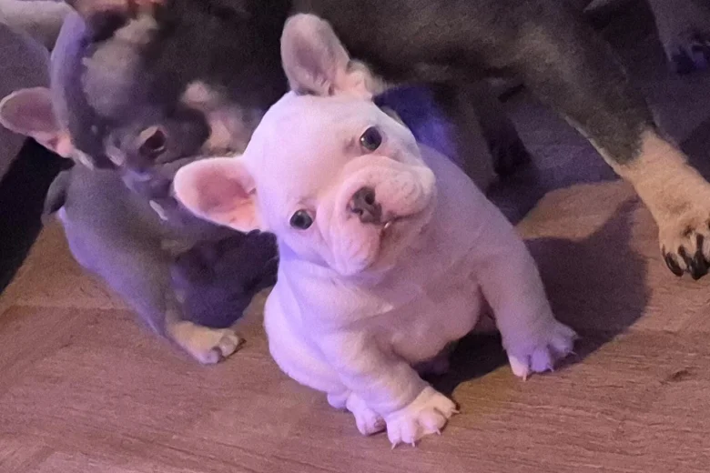 French Bulldog