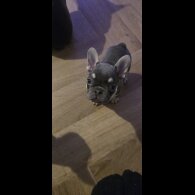 French Bulldog