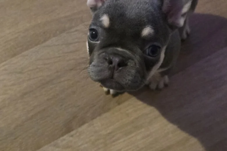 French Bulldog