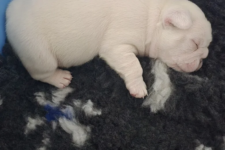 French Bulldog