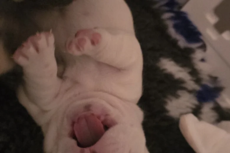 French Bulldog