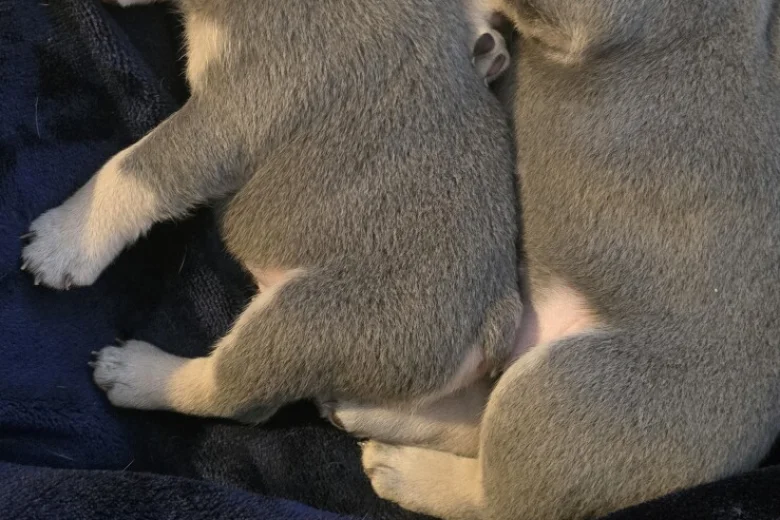French Bulldog