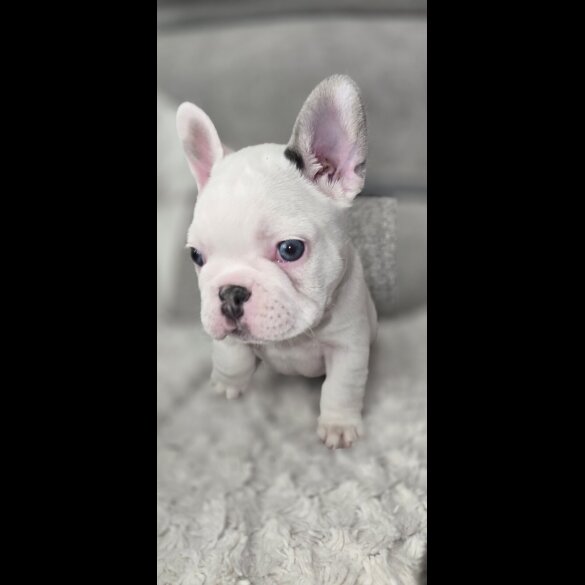 French Bulldog