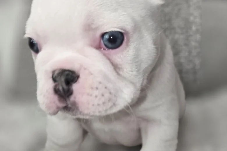 French Bulldog