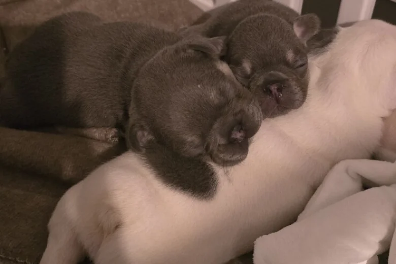 French Bulldog