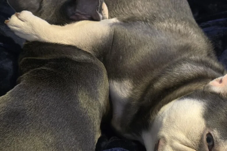 French Bulldog