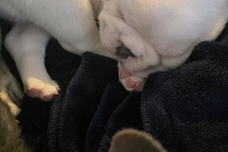 French Bulldog