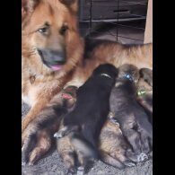 German Shepherd (Alsatian)