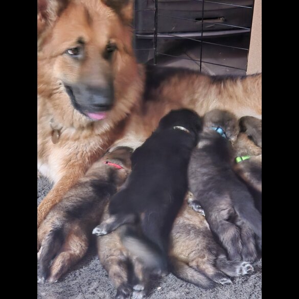 German Shepherd (Alsatian)