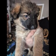 German Shepherd (Alsatian)