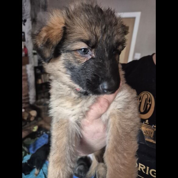 German Shepherd (Alsatian)