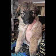 German Shepherd (Alsatian)