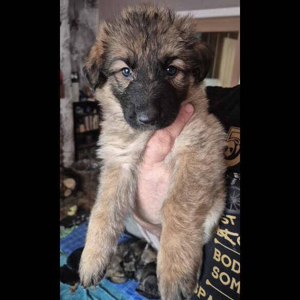 German Shepherd (Alsatian)