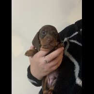 Dachshund (Miniature Smooth Haired)