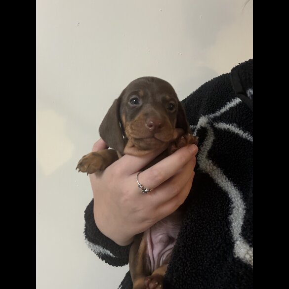 Dachshund (Miniature Smooth Haired)