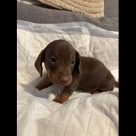 Dachshund (Miniature Smooth Haired)