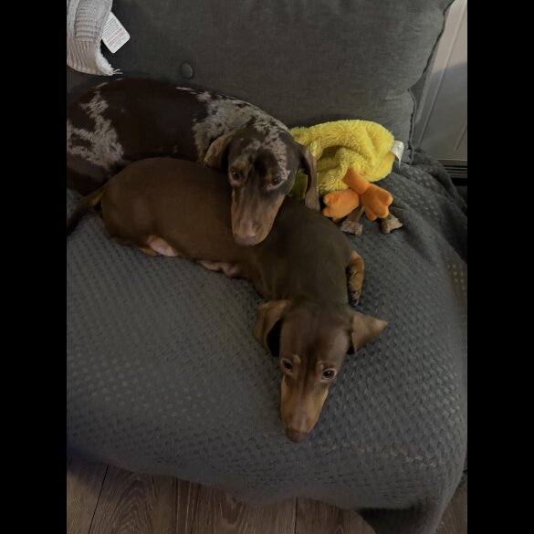 Dachshund (Miniature Smooth Haired)