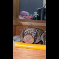 Dachshund (Miniature Smooth Haired)