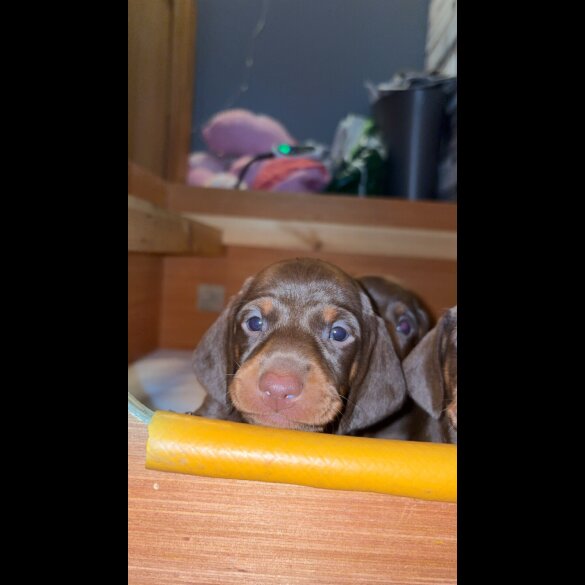 Dachshund (Miniature Smooth Haired)