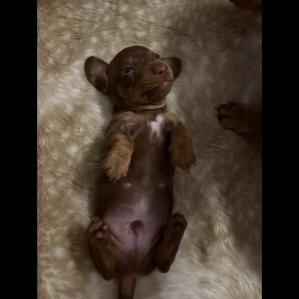 Dachshund (Miniature Smooth Haired)