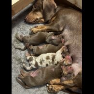 Dachshund (Miniature Smooth Haired)