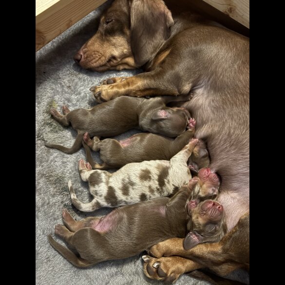 Dachshund (Miniature Smooth Haired)