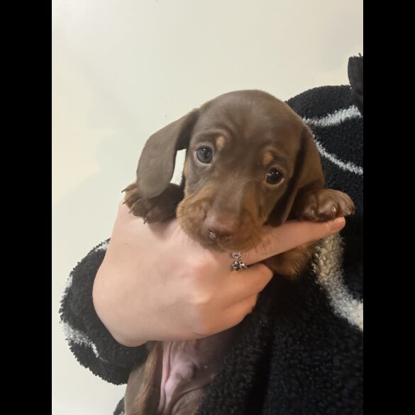 Dachshund (Miniature Smooth Haired)