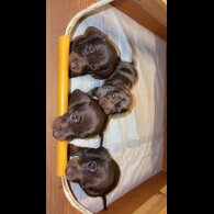 Dachshund (Miniature Smooth Haired)