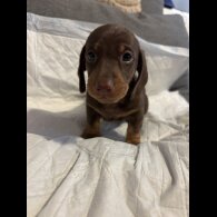 Dachshund (Miniature Smooth Haired)