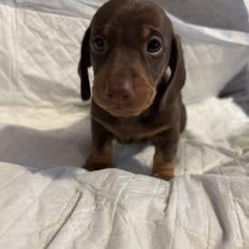 Dachshund (Miniature Smooth Haired)